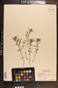 Polygala cruciata image