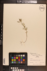 Polygala cruciata image