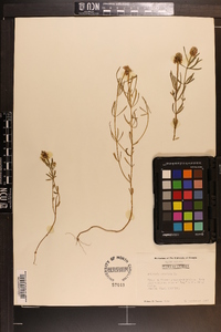 Polygala cruciata image