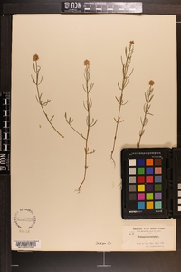 Polygala cruciata image