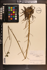 Polygala cymosa image