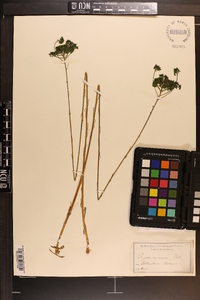 Polygala cymosa image