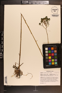 Polygala cymosa image