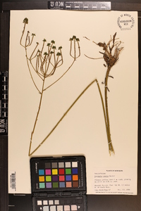 Polygala cymosa image