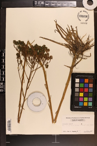 Polygala cymosa image