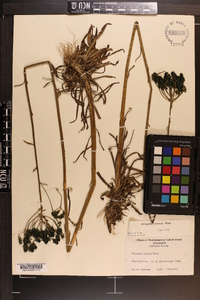 Polygala cymosa image