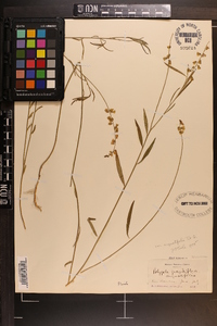 Polygala grandiflora image