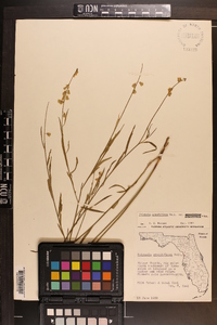 Asemeia grandiflora image