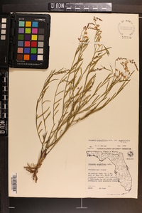 Asemeia grandiflora image