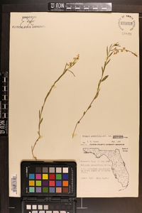 Polygala grandiflora image