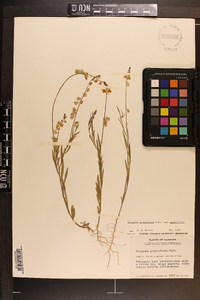 Asemeia grandiflora image