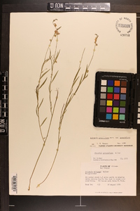 Asemeia grandiflora image