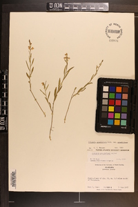 Asemeia grandiflora image