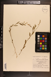 Asemeia grandiflora image