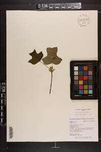 Liriodendron tulipifera var. tulipifera image