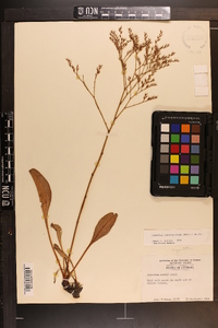Limonium carolinianum image