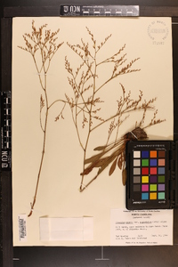 Limonium carolinianum image