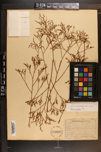 Limonium carolinianum image