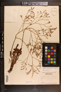 Limonium carolinianum image