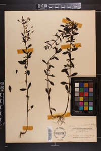Mecardonia acuminata image