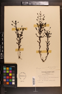 Mecardonia acuminata image