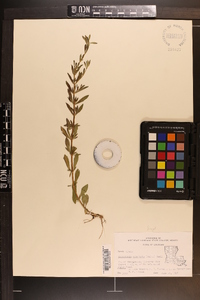 Mecardonia acuminata image