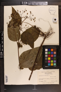 Scrophularia marilandica image