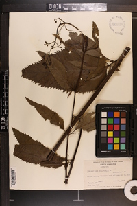 Scrophularia marilandica image