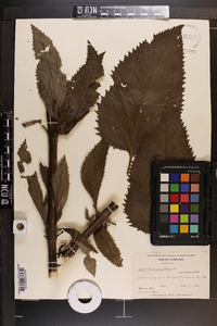 Scrophularia marilandica image