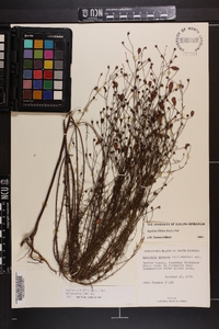 Agalinis linifolia image