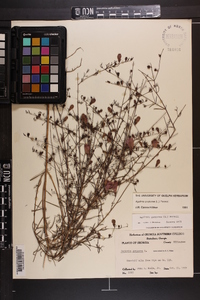 Agalinis purpurea image