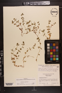 Lysimachia arvensis image