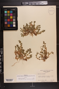 Lysimachia arvensis image