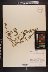 Lysimachia arvensis image