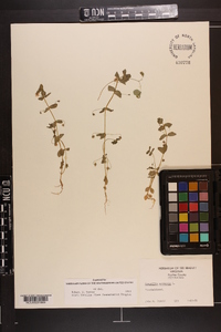 Lysimachia arvensis image