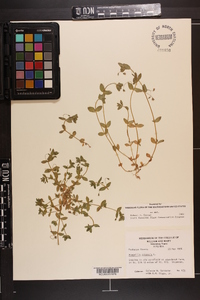 Lysimachia arvensis image