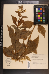 Mimulus alatus image