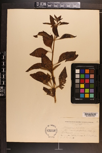 Mimulus alatus image