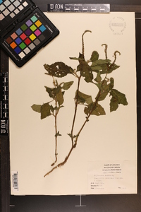 Heliotropium indicum image