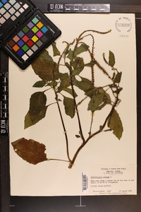 Heliotropium indicum image