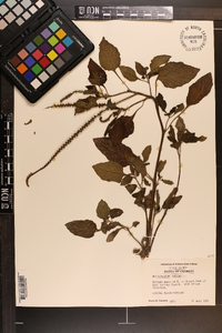 Heliotropium indicum image