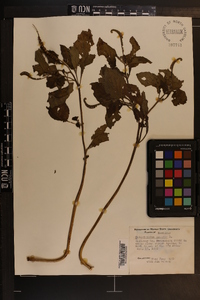 Heliotropium indicum image