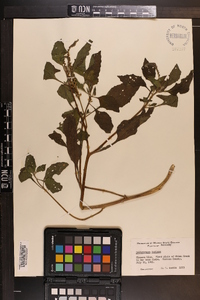 Heliotropium indicum image