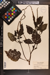 Heliotropium indicum image