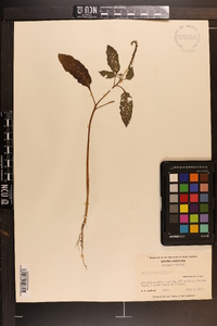 Heliotropium indicum image