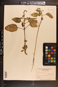 Heliotropium indicum image