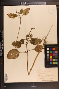 Heliotropium indicum image