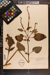 Heliotropium indicum image