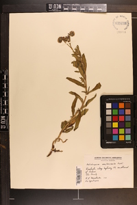 Heliotropium amplexicaule image
