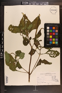 Heliotropium indicum image